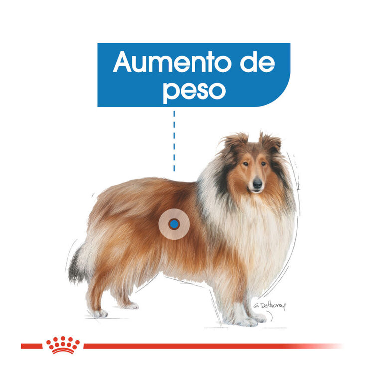 Royal Canin Light Weight Care Maxi pienso para perros, , large image number null